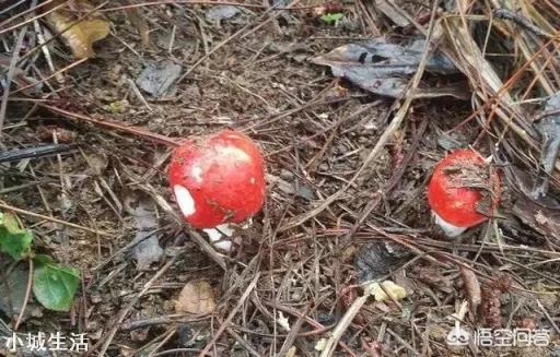怎样可以捡到更多的野生菌？