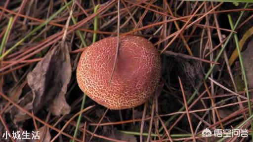 怎样可以捡到更多的野生菌？