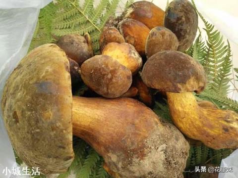 怎样可以捡到更多的野生菌？