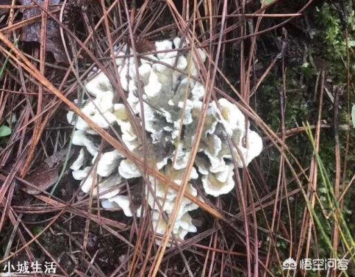 农村大山上新鲜采摘的干巴菌，怎么做才最好吃？