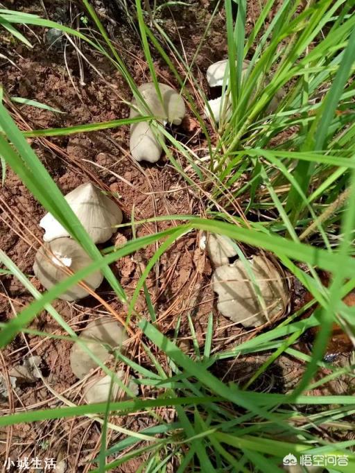 野生菌季节来临，如何保护野生菌生长资源？