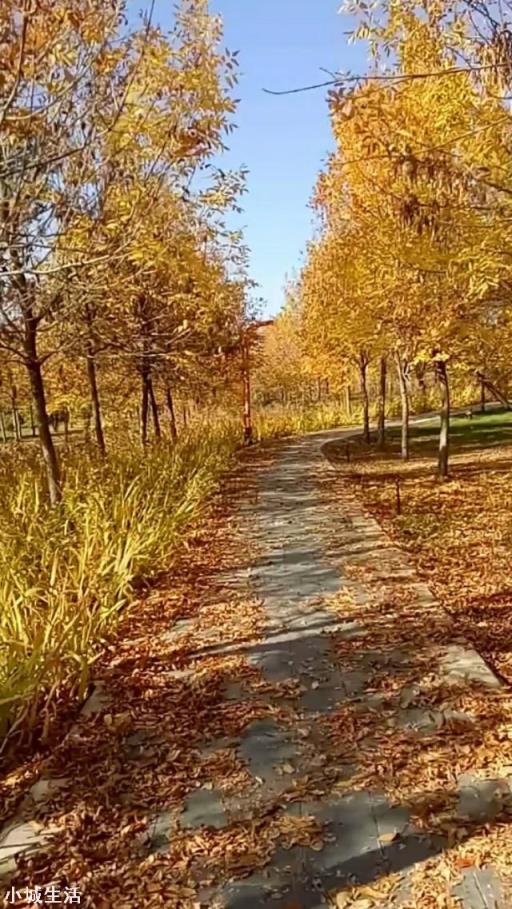 如果让你骑自行车来一次全国旅行，你会去吗，为什么？