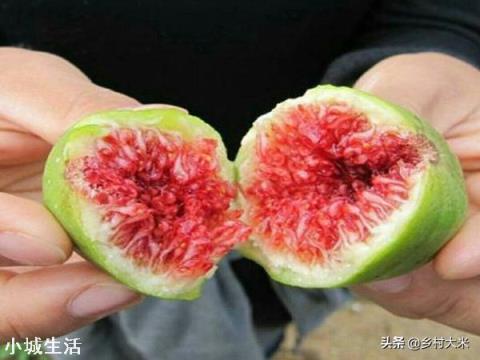 无花果扦插苗什么时间剪枝好?