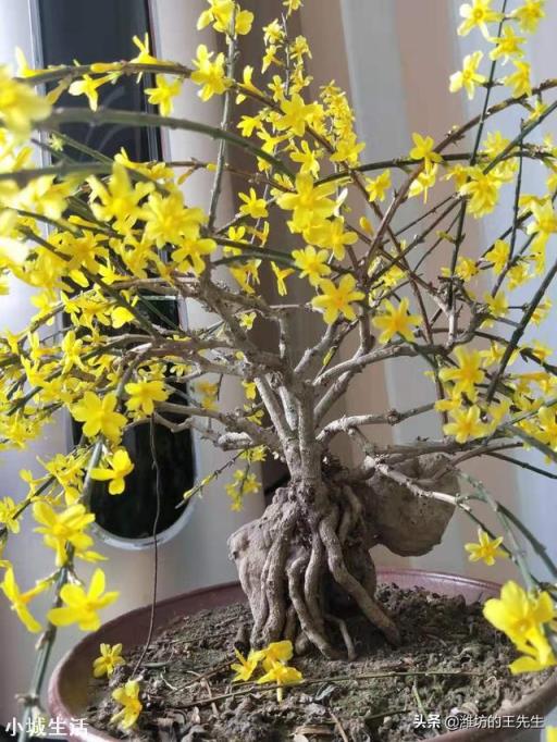 室内养花，养几种花比较好？