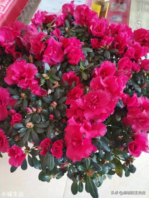 室内养花，养几种花比较好？