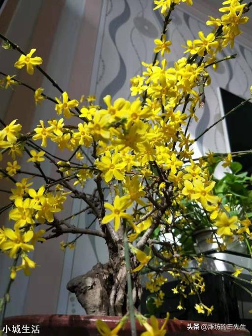 室内养花，养几种花比较好？