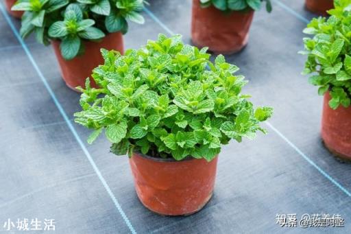 室内养薄荷有什么好处?