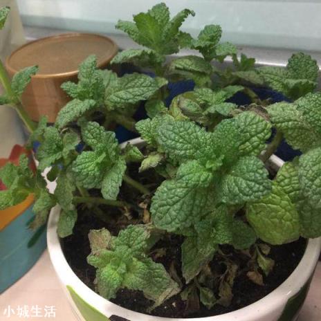 室内养薄荷有什么好处?