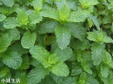 室内养薄荷有什么好处?