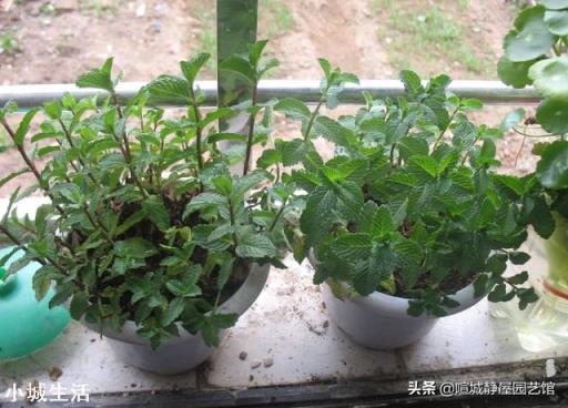 室内养薄荷有什么好处?