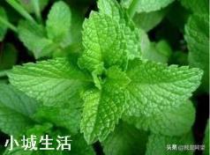室内养薄荷有什么好处?