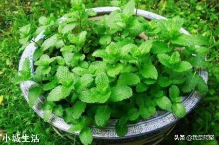 室内养薄荷有什么好处?