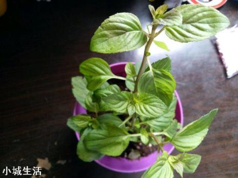 室内养薄荷有什么好处?