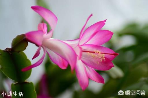 室内养的花开了,为了让花看着好看,经常转来转去,对花生长是否不利?