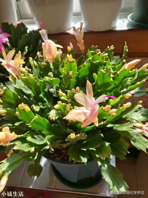 室内养的花开了,为了让花看着好看,经常转来转去,对花生长是否不利?