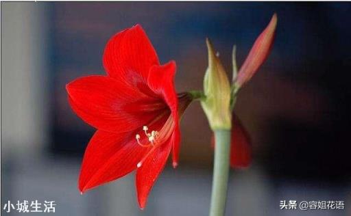 室内养的花开了,为了让花看着好看,经常转来转去,对花生长是否不利?
