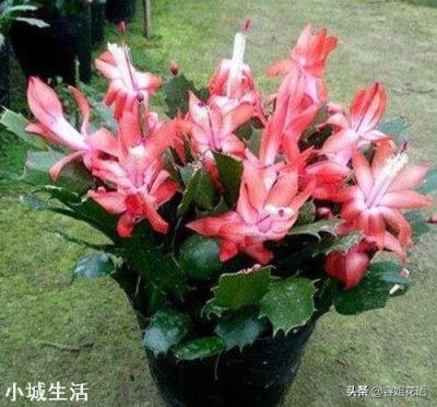 室内养的花开了,为了让花看着好看,经常转来转去,对花生长是否不利?