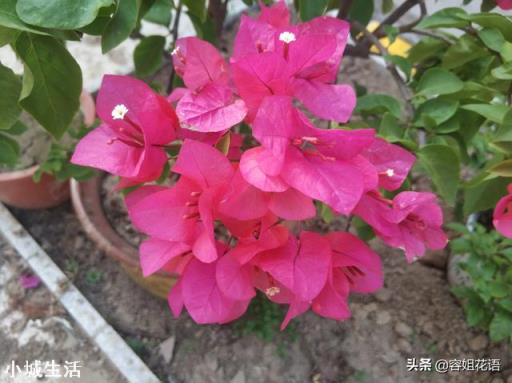 室内养的花开了,为了让花看着好看,经常转来转去,对花生长是否不利?