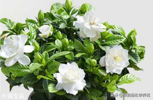 室内养的花开了,为了让花看着好看,经常转来转去,对花生长是否不利?