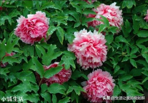 如果好花落到不会养花的人手中会怎样？