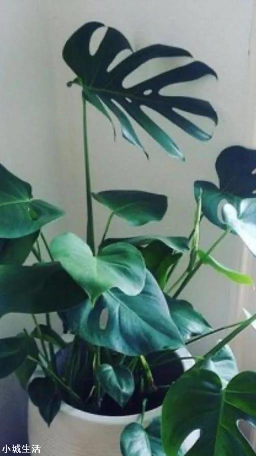 如果好花落到不会养花的人手中会怎样？