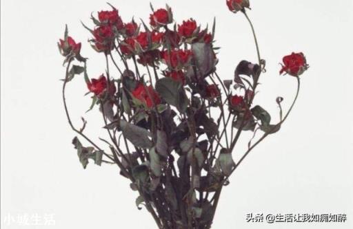 如果好花落到不会养花的人手中会怎样？