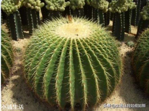 如果好花落到不会养花的人手中会怎样？