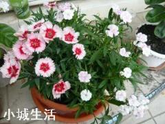 容易养活并且能开花的植物有哪些?