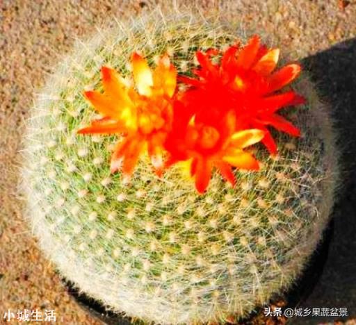 容易养活并且能开花的植物有哪些?