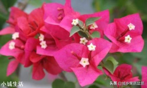 容易养活并且能开花的植物有哪些?