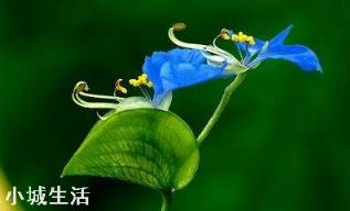 容易养活并且能开花的植物有哪些?