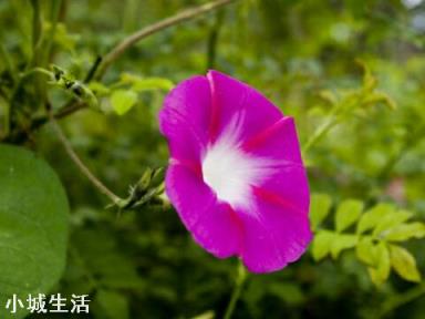 容易养活并且能开花的植物有哪些?