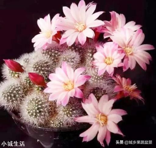 容易养活并且能开花的植物有哪些?