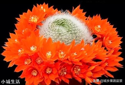 容易养活并且能开花的植物有哪些?