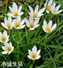 容易养活并且能开花的植物有哪些?