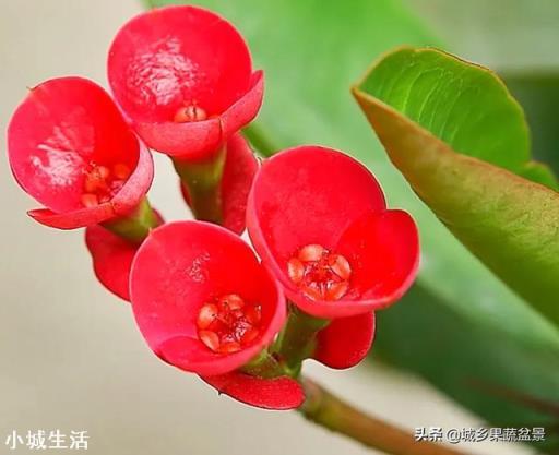 容易养活并且能开花的植物有哪些?