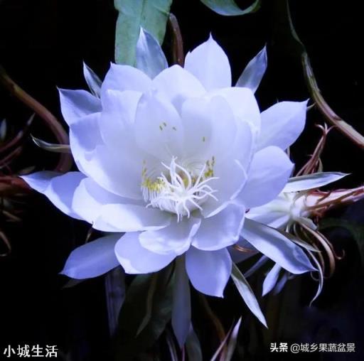 容易养活并且能开花的植物有哪些?