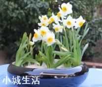 容易养活并且能开花的植物有哪些?