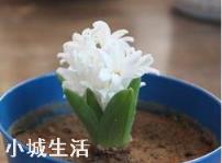 容易养活并且能开花的植物有哪些?