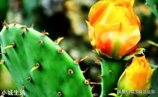容易养活并且能开花的植物有哪些?