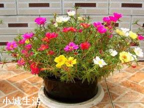 容易养活并且能开花的植物有哪些?