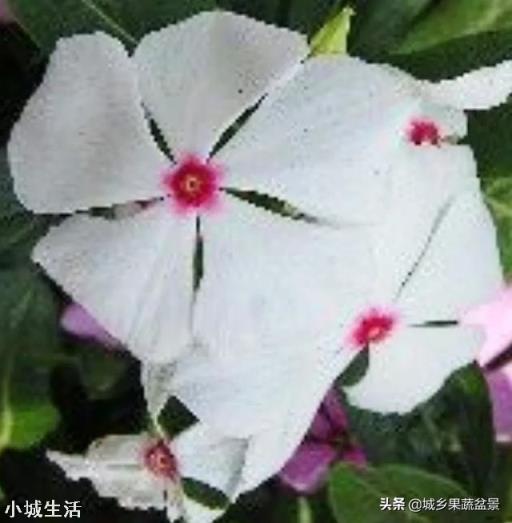容易养活并且能开花的植物有哪些?