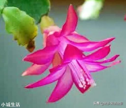 容易养活并且能开花的植物有哪些?