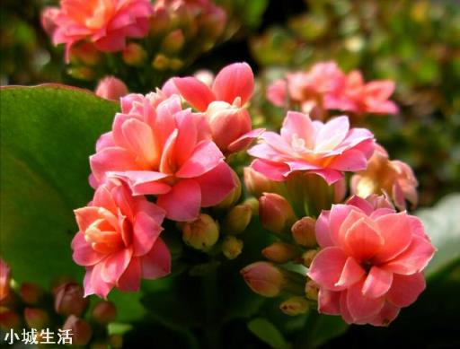 容易养活并且能开花的植物有哪些?