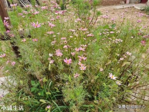 铺地板瓷砖需几公分的沙厚？