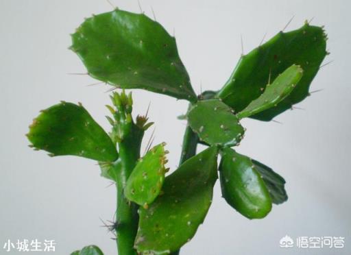 这是什么花？