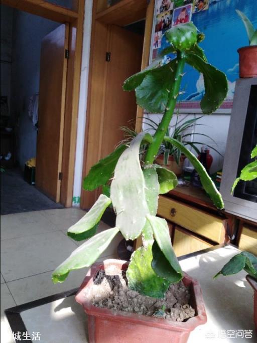 这是什么花？
