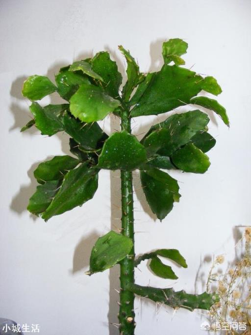 这是什么花？