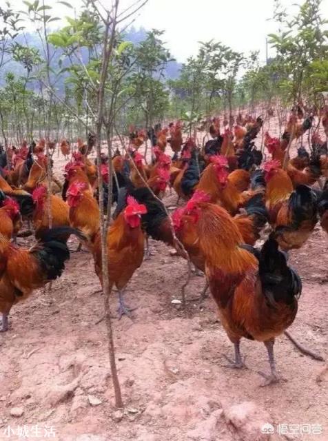 怎样实现土鸡养殖效益的最大化?