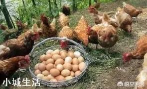 怎样实现土鸡养殖效益的最大化?